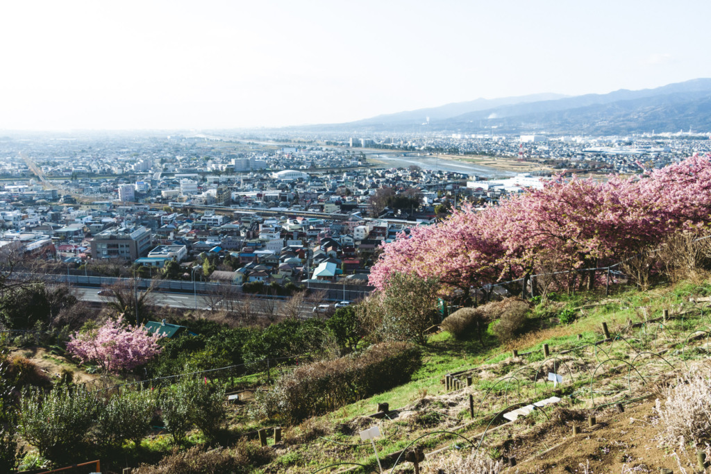 桜祭りと小田原の街