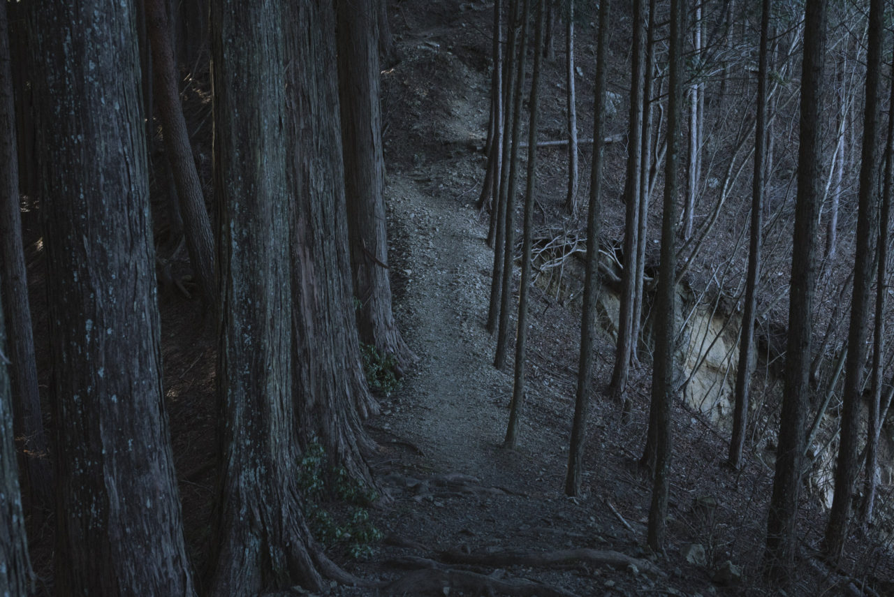 暗闇の杉林を進む