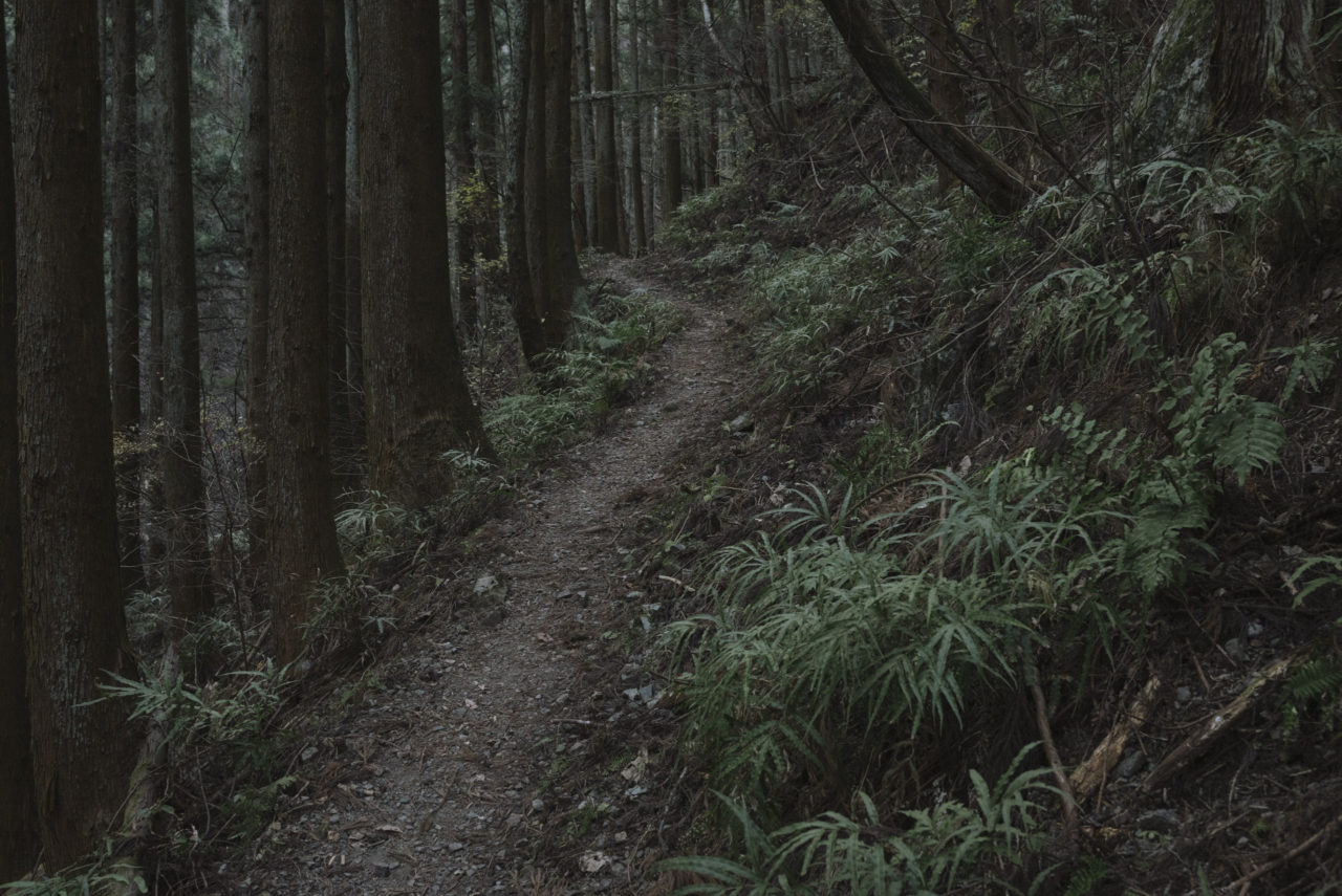 暗い杉林の登山道を進む