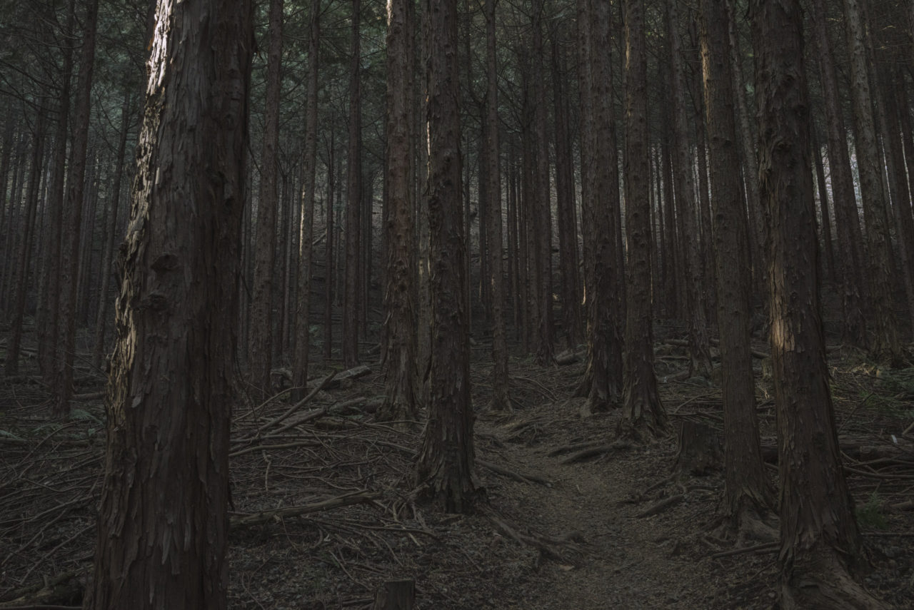 暗い杉林の森