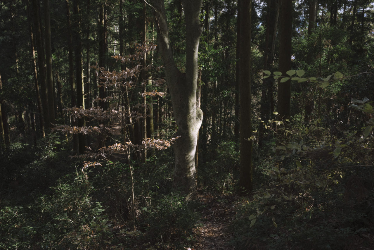 暗い森に光る白い木肌