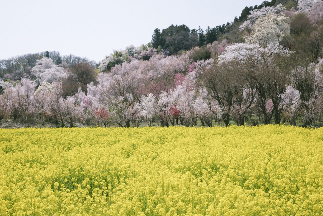 菜の花畑と桜のお山