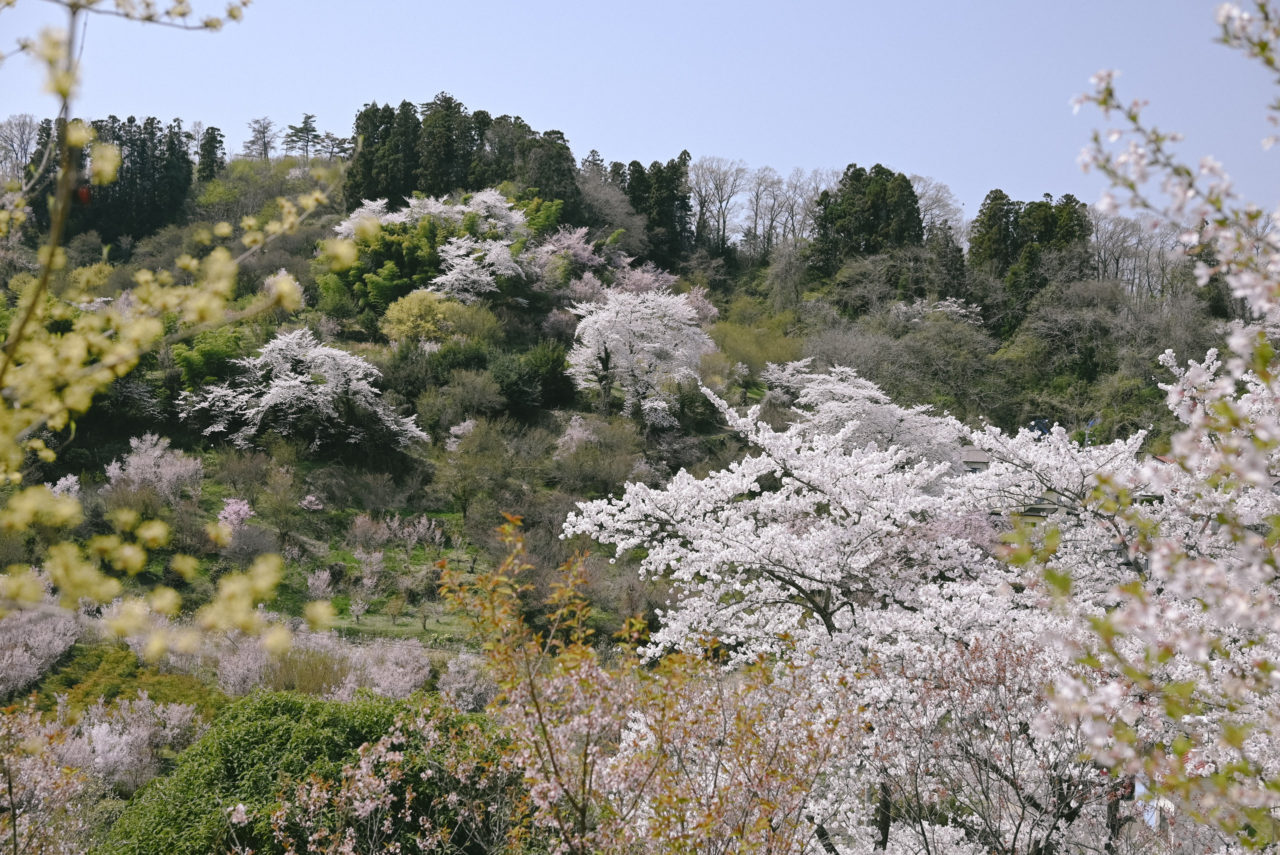 桜が咲き乱れる山肌