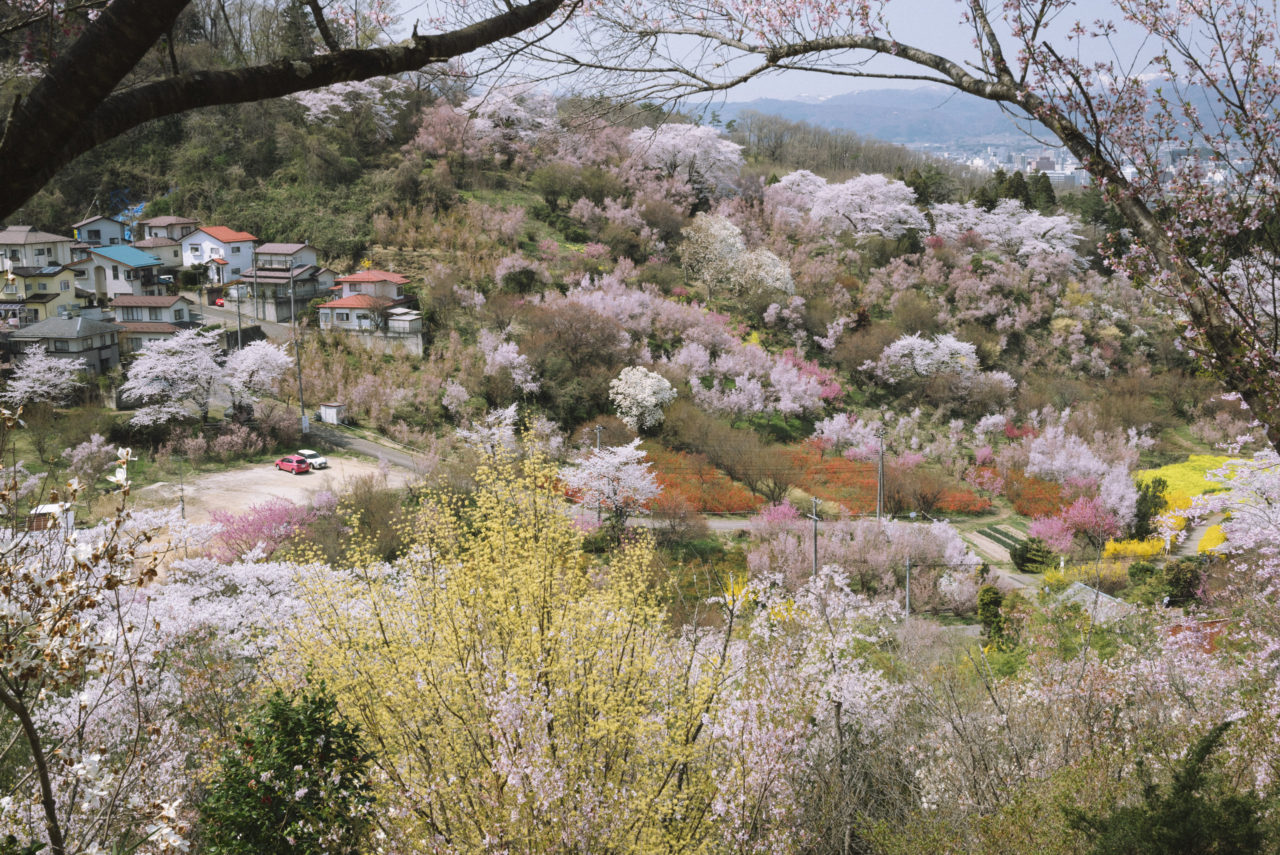 桜満開の花見山