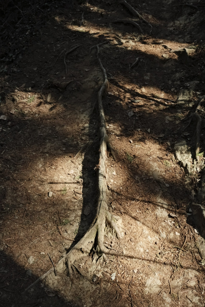 登山道に這う逞しい杉の根