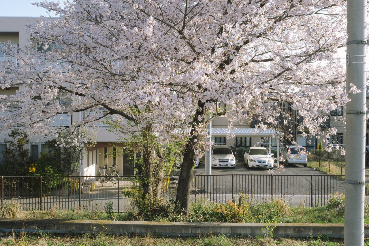 駅前には満開の桜