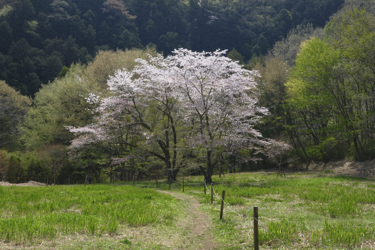 嵐山渓谷の桜