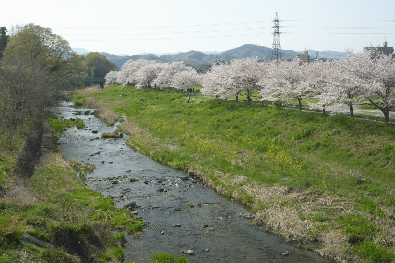 小川町の桜道