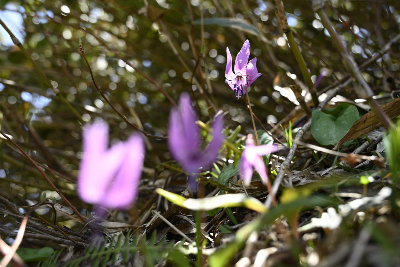 稜線に咲くカタクリの花